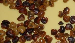 Image result for Crotalaria chirindae