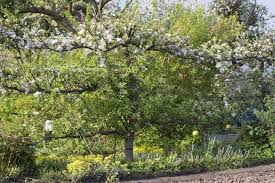 Spalierobst Richtig Schneiden Bluhende Pflanzen Gartenspaliere Garten Pflanzen