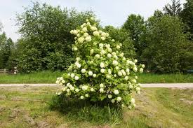 Small white flowers that grow on trees. Shrub With Clusters Of White Flowers Stock Image Colourbox