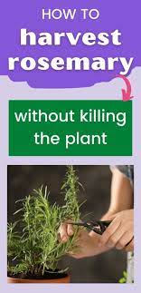 We did not find results for: How To Harvest Rosemary Without Killing The Plant Together Time Family