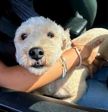 Chuy has been found, waiting for pick up instructions from neighbor. I got  5 texts from different "animal control Officers" that had found Him. They  sent a 6 digit code to "verify"