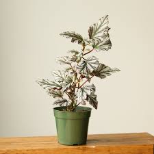 Image result for Begonia elatostemmoides