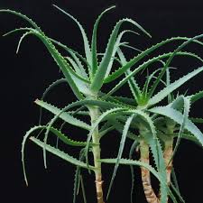 Image result for Aloe carnea