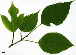 Image result for Broussonetia papyrifera