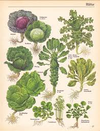 If You Re Looking For Some Wall Decor For Your Kitchen Or For A Restaurant Or Cafe Lo Botanical Drawings Botanical Illustration Vintage Vegetable Illustration