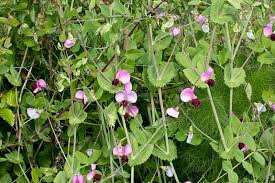 Image result for Pisum sativum