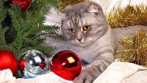 A collection of the top 52 christmas animal wallpapers and backgrounds available for download for free. Hd Wallpaper The Cat Of Christmas Merry Cute Animals Wallpaper Flare