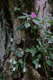 Image result for Disperis kilimanjarica