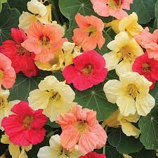 Suttons nasturtium tropical mix flower seeds are ideal for covering banks and thin hedges. Nasturtium Tropical Fruits Mixed Seeds New Featured Flowers