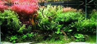 10 Best Led Aquarium Lighting For Plants Corals 2020 Reviews