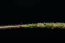 Image result for Dichanthium aristatum