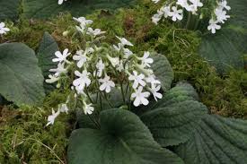 Image result for Streptocarpus leptopus