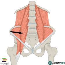 Check spelling or type a new query. Psoas Major Anatomyzone
