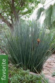 Image result for Juncus kraussii