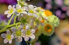 نتیجه تصویری برای گل های زیبا