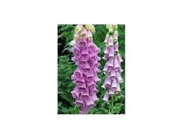 Image result for z p%u0159ednice jedovat 