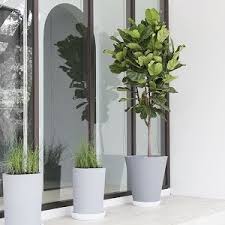 And it's best to provide fertilizer for fig trees only when symptoms of slow growth or pale leaves are apparent. Fiddle Leaf Fig Care The Home Depot Youtube