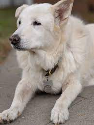 Iban a dormir a este perro por ser viejo, pero un anciano le dio un amoroso hogar