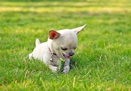 All parts of the zucchini plant aren't poisonous. Can Dogs Eat Apples Safe Dangerous Fruits Vegetables