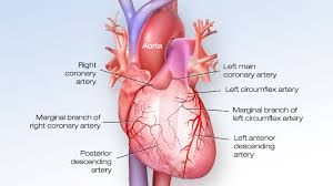 Posted by cassidy smith on 25 august 2017, 8:05 am. Cardiovascular Media Library Watch Learn Live