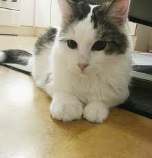 Cats love to frolic outdoors, but sometimes nature can take its toll with an insect sting. 35 Times Cats Were Stung By Bees We Can T Decide Whether To Laugh Or Cry For Them