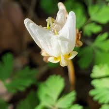 Image result for Fumariaceae