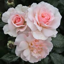 The phrase a whiter shade of pale has since gained widespread use in the english language, noticed by several dictionaries. A Whiter Shade Of Pale Rosen Online Kaufen Im Rosenhof Schultheis Rosen Online Kaufen Im Rosenhof Schultheis