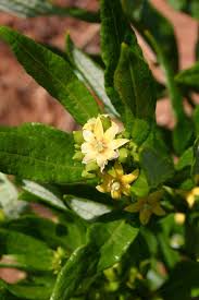 Image result for Fadogia