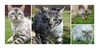 Please see our faqs section (under the contact us tab) for additional information on the process of buying a boydsbengal and our prices. Snow Bengal Kittens Available Seal Lynx Point Kittens Kotykatz Bengals