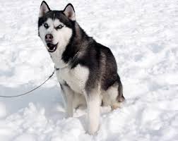 Eight Below Dogs Dog Movies Husky