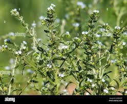 Image result for Blumea squarrosa