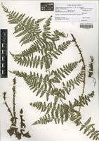 Image result for Dryopteris antarctica