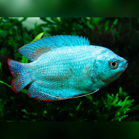 Powder Blue Dwarf Gourami (Trichogaster fasciata) | Riverpark Aquatics