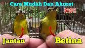 Brung blackthroat jantan memang dikenal memiliki suara kicauan yang lebih variatif dan intens dibandingkan dengan jenis betina. Cara Membedakan Paud Blackthroat Jantan Dan Betina Youtube