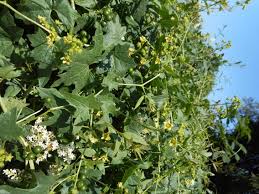 Image result for Cogniauxia