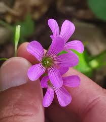 Image result for Oxalis debilis