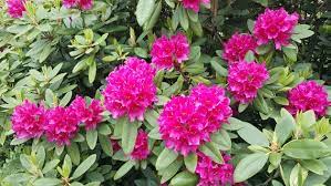 See more ideas about rhododendron, rhododendron plant, shades of yellow. Rhododendron Pflanzen Schneiden Und Krankheiten Erkennen Ndr De Ratgeber Garten Zierpflanzen