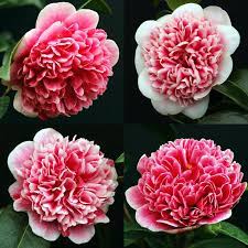 Camellias Volunteer Flower Background Iphone Flowering Trees Beautiful Flowers
