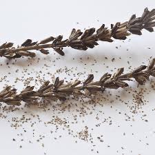 Image result for Sesamum