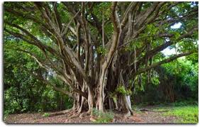 Image result for Ficus chirindensis