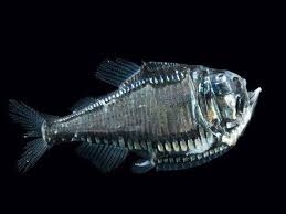 In general ele poarta numele speciei de peste de la care provin: Pestele Topor Pesti Ciudati Deep Sea Creatures Sea Creatures Weird Sea Creatures