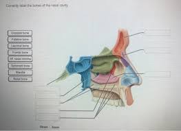 It is the part of respiratory systems. Solved Correctly Label The Bones Of The Nasal Cavity Occ Chegg Com