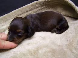 Learn more about dachshund rescue south florida in weston, fl, and search the available pets they have up for adoption on petfinder. Dachshund Puppies For Sale Tampa