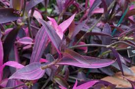 Check spelling or type a new query. Tradescantia Pallida Tricolor Setcreasea Pallida Variegata Setcreasea Purpurea Setcreasea Purpurea Variegata Plant Lust