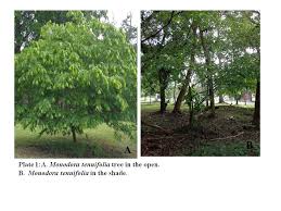 Image result for Monodora minor