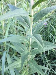 Image result for Vernonia stenocephala