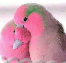 Beautiful Pink Colored Birds Pink Bird Pink Birds Pink Colored Birds Beatiful Birds Animal With Pink Beautif Beautiful Birds Pet Birds Cute Animal Photos