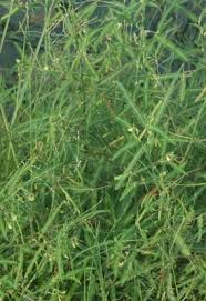 Image result for Aeschynomene