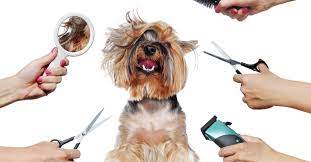 Get the latest dog grooming tips from american kennels club's dog health experts. The Best Dog Grooming Tools And How To Use Them The Dogington Post