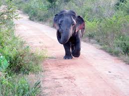Maybe you would like to learn more about one of these? Little Elephant Is The First Scientific Record Of Dwarfism In The Wild